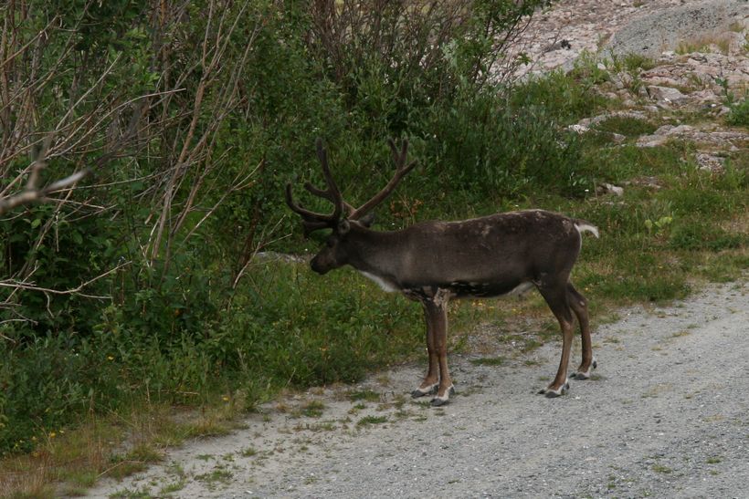 Hva skal jeg gjøre med denne fyren da...?