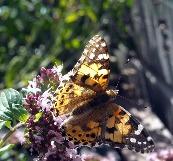 Sommerfugl