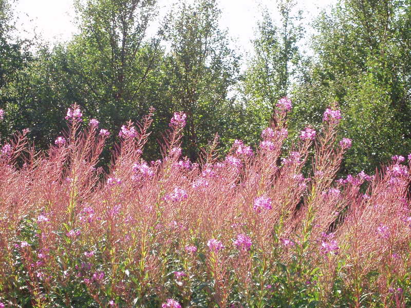 bjarkøy160809 023.jpg