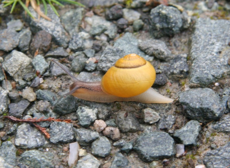 Snegle, Hemnskjel- JornN.jpg