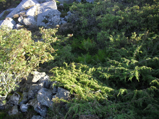 Dette er ringen til høyre i luftfotobildet .<br />Dette var den største steinsirkelen eg fant her.