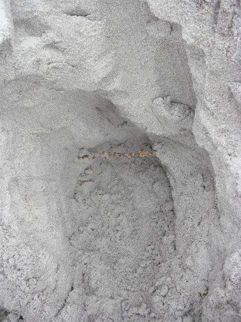 For å få mine mistanker bekreftet gravde eg et nytt hull 3meter på linje med forrige hull og fant mer piggtråd...