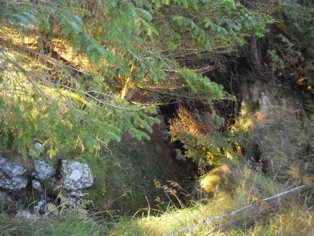 Store deler av skyttergraven gikk gjennom tykk skog .Skulle hatt en sagfører med ...