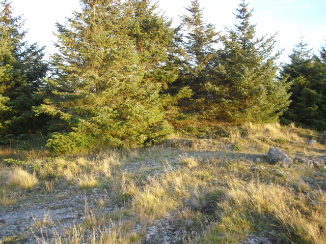 Forrige bilde er tatt i høyre bildekant av dette bildet .Skyttergraven fortsetter langs midten dette bildet