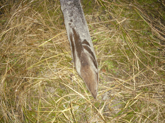 Den er fortsatt spiss og fin!