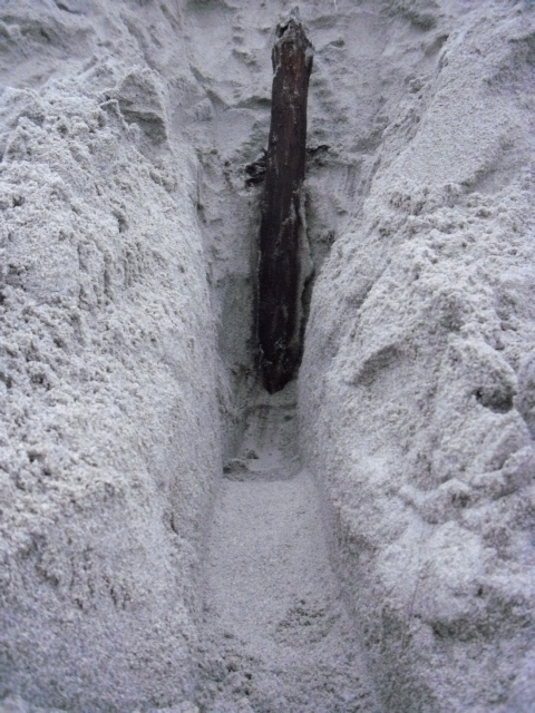 Her har eg gravd den helt frem . Den øvre delen av stokken har knekt.