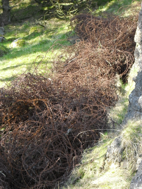 Som skrevet fant eg store mengder piggtråd. Ser ut til at piggtrådsperringene runt fortet ble samlet sammen og dumpet her.