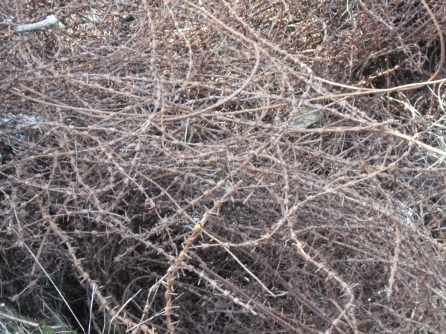 Her hadde Bactuz likt seg ...