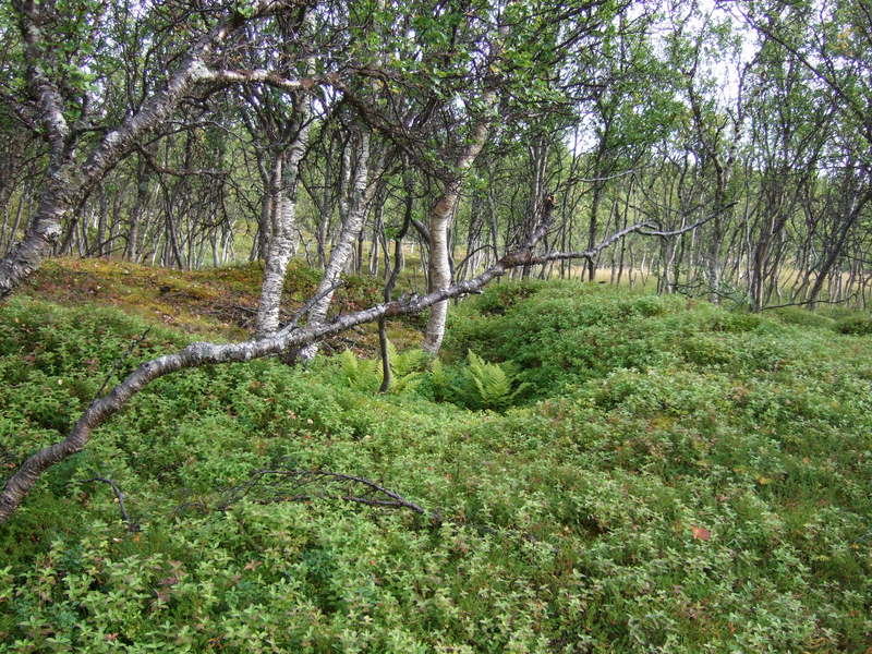 Nord-Lenangen 027.JPG