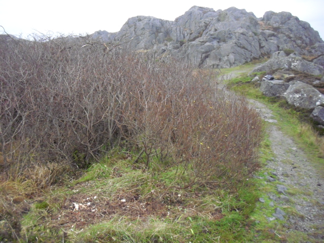Fikk fjernet bregnen også før det ble for mye regn .