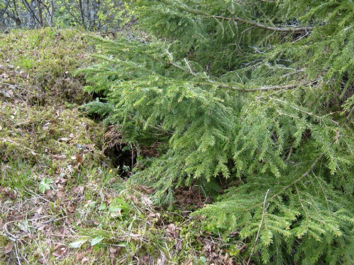 Inngang lyskasterbunk.jpg