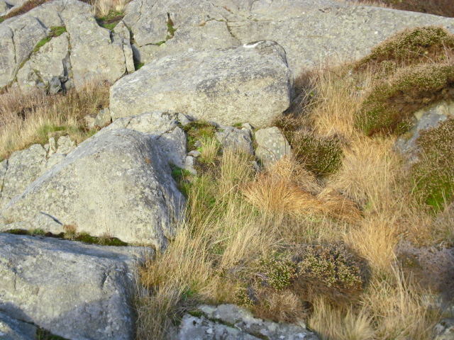 eg trur løpegraven gikk langs det gule gresset ,men det gjennstår å se om eg har rett...