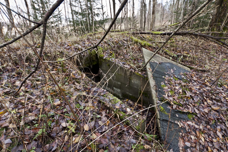 Det er mye som dukker opp når en tusler mellom skog og kratt