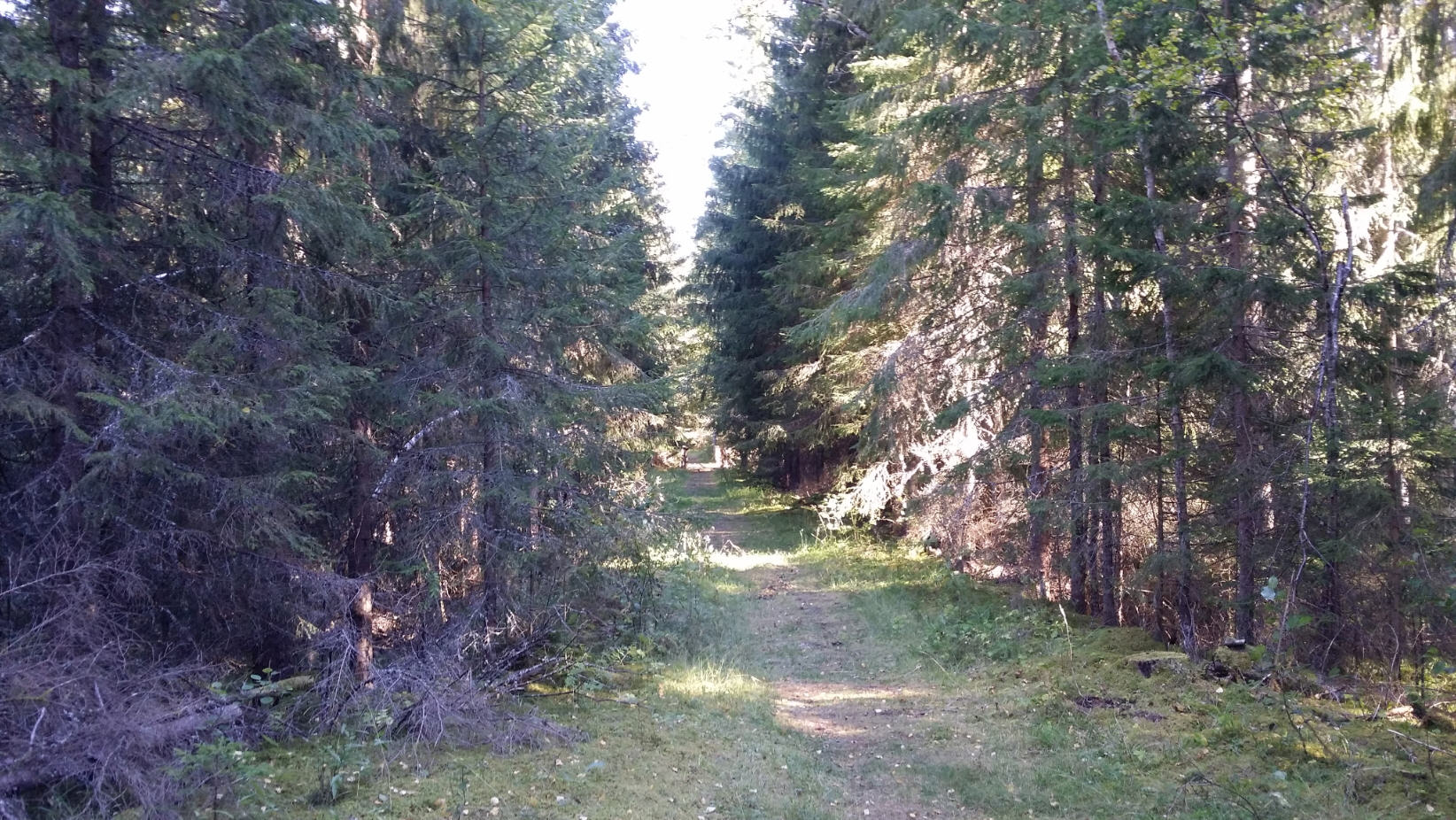 Fabriken ligger avsides inne i skogen