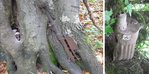 ww2-weapons-helmets-stuck-in-trees-6.jpg