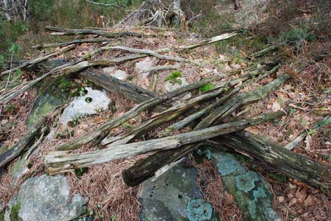 DSC_0207.JPG