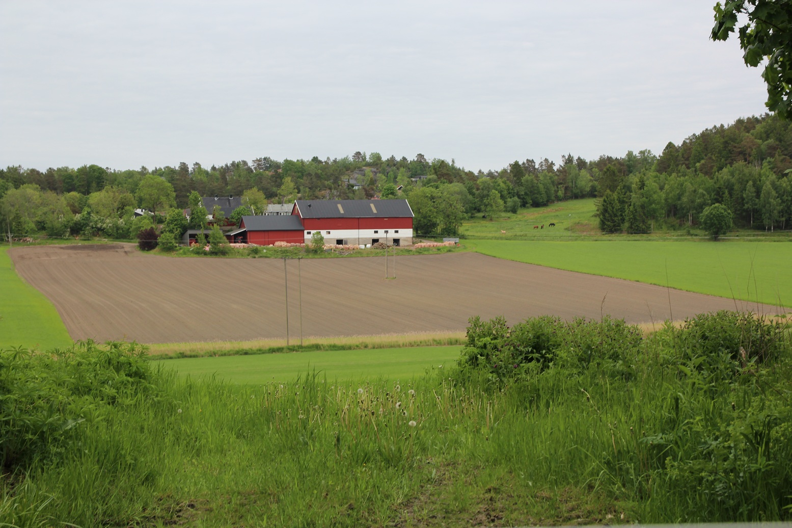 IMG_7006.JPG