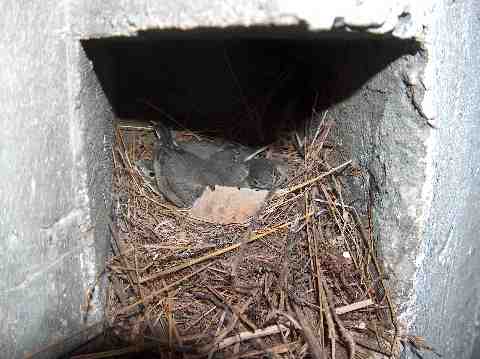 Nest MKB Dietl.jpg